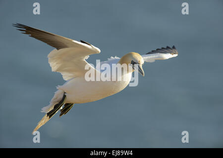 (Settentrionali) Gannett Foto Stock