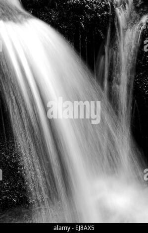 Su muschio all'acqua in bianco e nero Foto Stock