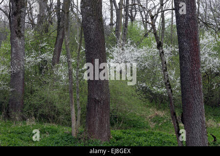 Danubio floodplain forest, in Germania, in Baviera Foto Stock