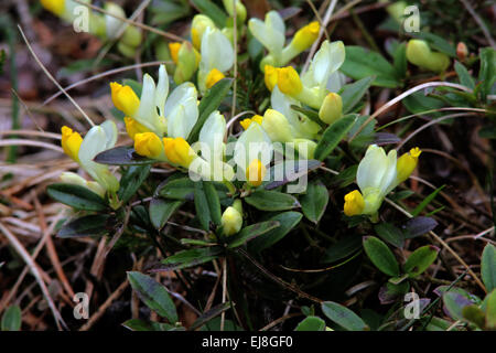 Milkwort arbustiva, Polygala chamaebuxus Foto Stock