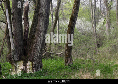 Danubio floodplain forest, in Germania, in Baviera Foto Stock