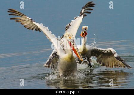 Un paio di pellicani giocando in acqua Foto Stock