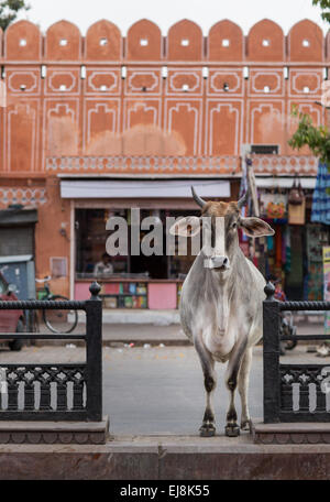 Vacca free roaming per le strade della Città Rosa, Jaipur, Rajasthan, India Foto Stock