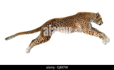 3D render digitale di un salto cheetah isolati su sfondo bianco Foto Stock