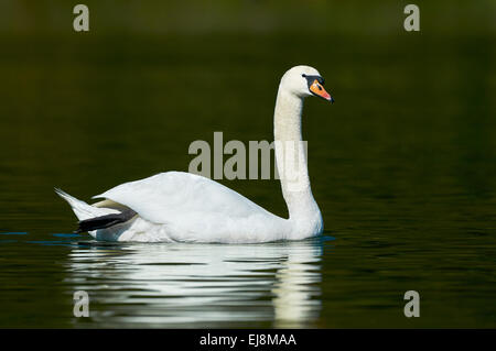 Un cigno bianco nuota nelle acque scure di un lago Foto Stock