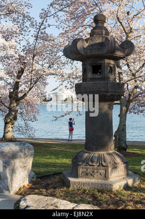 Signora viste le fioriture di Washington Foto Stock