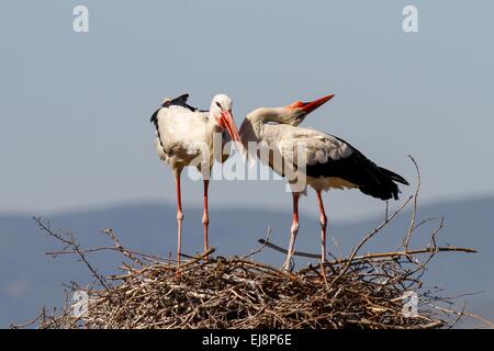 Un paio di cicogne permanente sulla loro nido Foto Stock