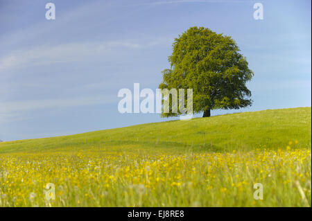 Unico grande faggio in primavera Foto Stock