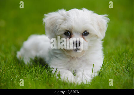 Giovane cucciolo si trova in erba Foto Stock