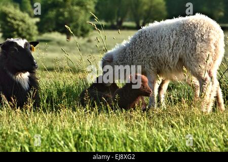 Pecore in erba verde su una diga Foto Stock