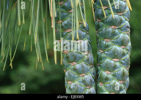 Weymouth pigna Foto Stock