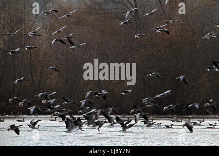 Grigio-lag Oche, Anser anser, Baviera, Germania Foto Stock