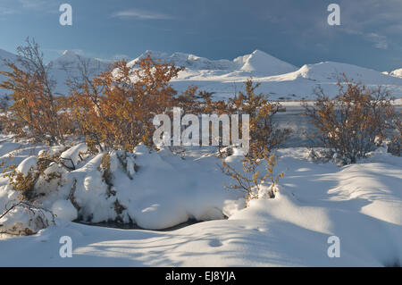 Paesaggio autunnale nella neve, Rondane NP, Norvegia Foto Stock