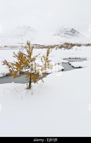 Paesaggio autunnale nella neve, Rondane NP, Norvegia Foto Stock