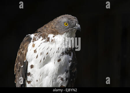 Falco pecchiaiolo occidentale Foto Stock