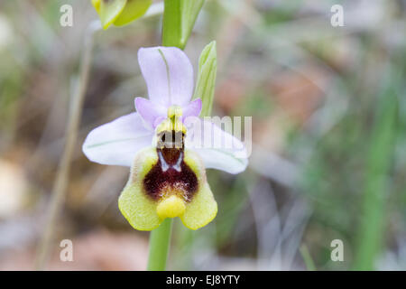 Orchidea della tentredine Foto Stock