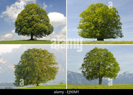 Unico grande faggio, Linden e alberi di quercia Foto Stock