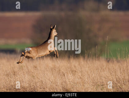 Il capriolo (Capreolus capreolus) doe saltando in un prato di Cotswold Foto Stock