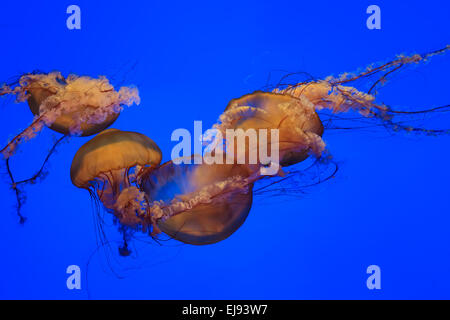 Medusa con sfondo blu Foto Stock