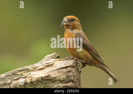 Loxia curvirostra Foto Stock