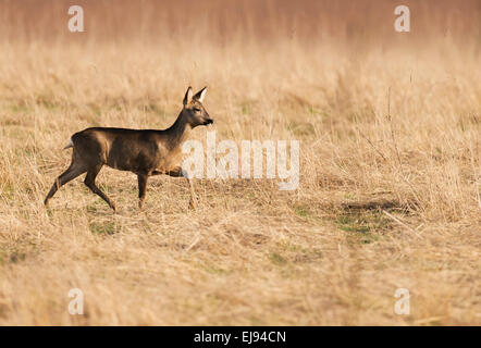 Il capriolo (Capreolus capreolus) doe trotto in sera la luce del sole di Cotswold prato Foto Stock