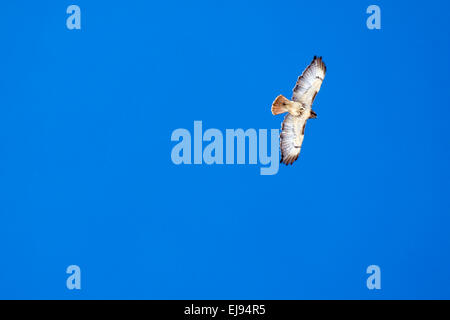 Un rosso-tailed hawk vola in un cielo blu alla ricerca di prede. Foto Stock