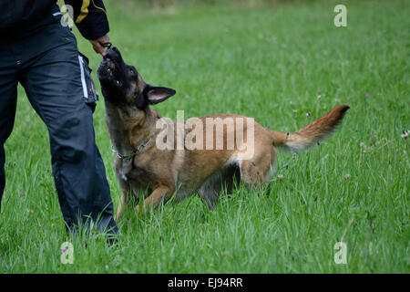 Dog trainer gioca con il Belgio pastore Foto Stock