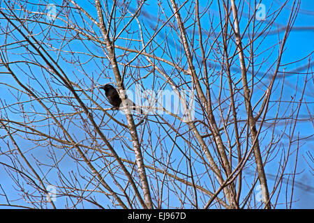 Un Americano di corvo nero si trova appollaiato su un ramo di albero in inverno. Foto Stock