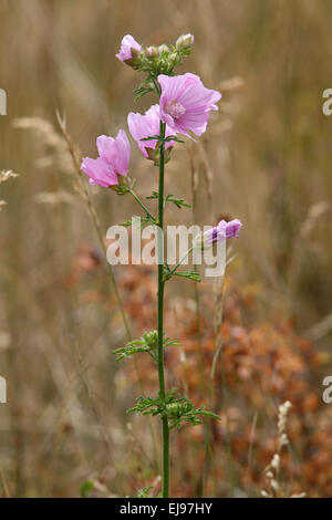 Maggiore musk mallow, Malva alcea Foto Stock