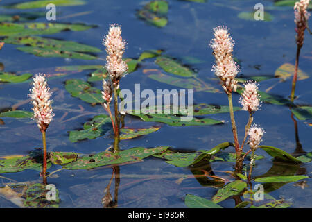 Acqua, knotweet Persicaria amphibia Foto Stock