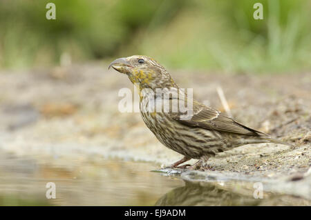 Loxia curvirostra Foto Stock