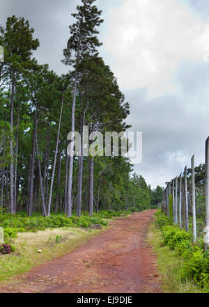 Park Black River Gorge . Maurizio Foto Stock