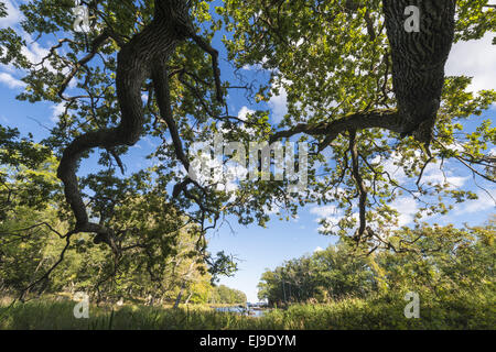 Querce lungo il fiume Eman, Smaland, Swden Foto Stock