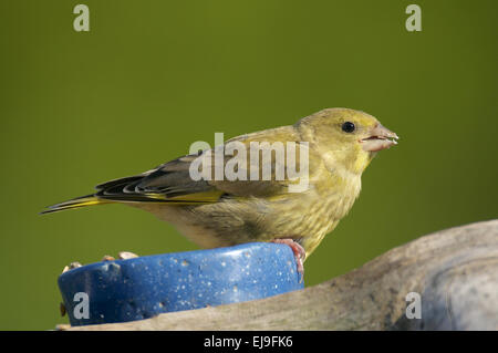 Fringillide verde Foto Stock