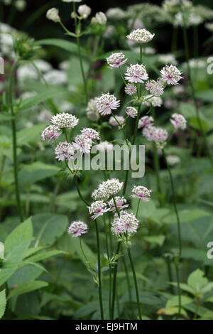 Grande masterwort, Astrantia major Foto Stock