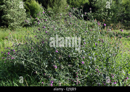 Goodyear thistle, Carduus crispus Foto Stock