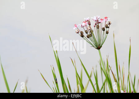 Giunco fiorito, Butomus umbellatus Foto Stock