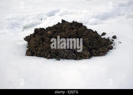 Mole hill formata dal di sotto di fresco di neve caduti Foto Stock