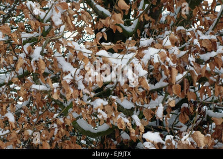 Appena scesa la neve sul marrone e secca le foglie di una siepe di faggio in inverno, Berkshire, Febbraio Foto Stock