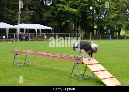 Border Collie su una scaletta di salvataggio Foto Stock