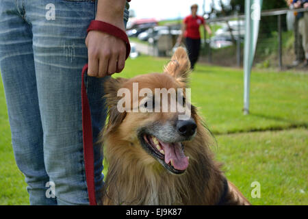 I proprietari di cani con il cane al guinzaglio Foto Stock