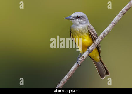 Tropical Kingbird (Tyrannus melancholicus) sorge lungo la strada di Kuru Kururu Village, Soesdyke, Guyana Foto Stock