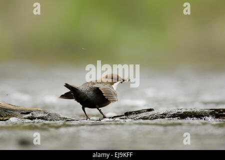 White-Throated bilanciere Foto Stock