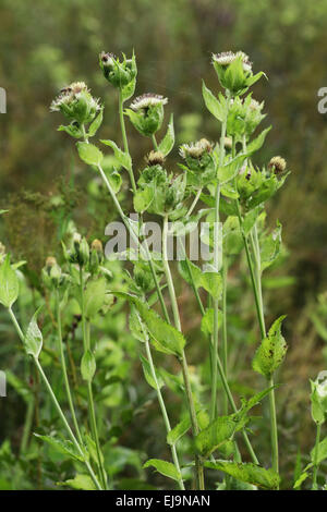 Cavolo thistle, Cirsium oleraceum Foto Stock