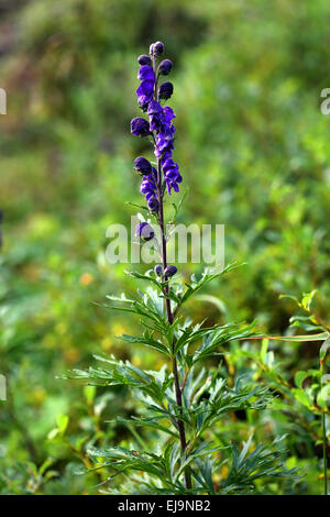 Monkshood, Aconitum napellus Foto Stock