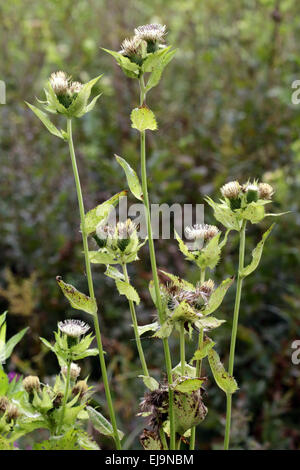 Cavolo thistle, Cirsium oleraceum Foto Stock