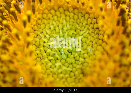 Vista ravvicinata del giallo girasole Foto Stock