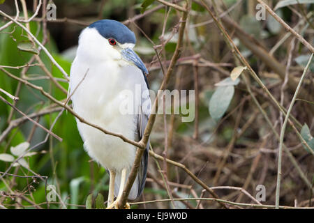 Nitticora Foto Stock