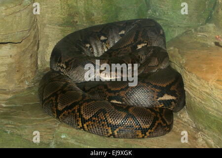 Asiatico pitone reticolato (Broghammerus reticulatus, Malayopython reticulatus, Python reticulatus) avvolto in appoggio su di una roccia Foto Stock