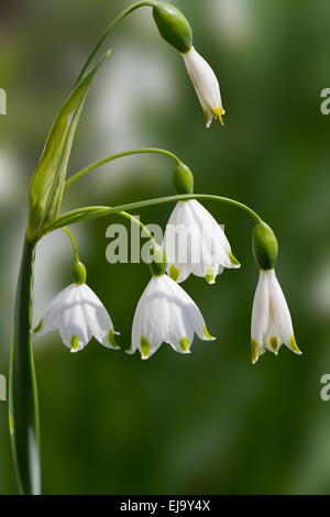 Bucaneve Foto Stock